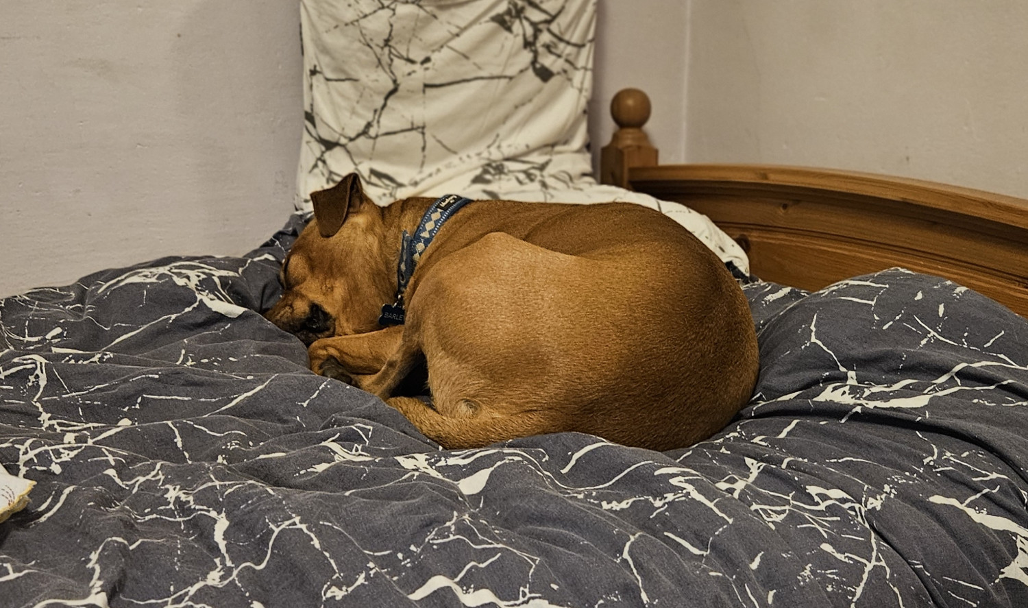 Barley, a dog, is curled up and sleeping on a bedspread of tumultuous blues and whites.