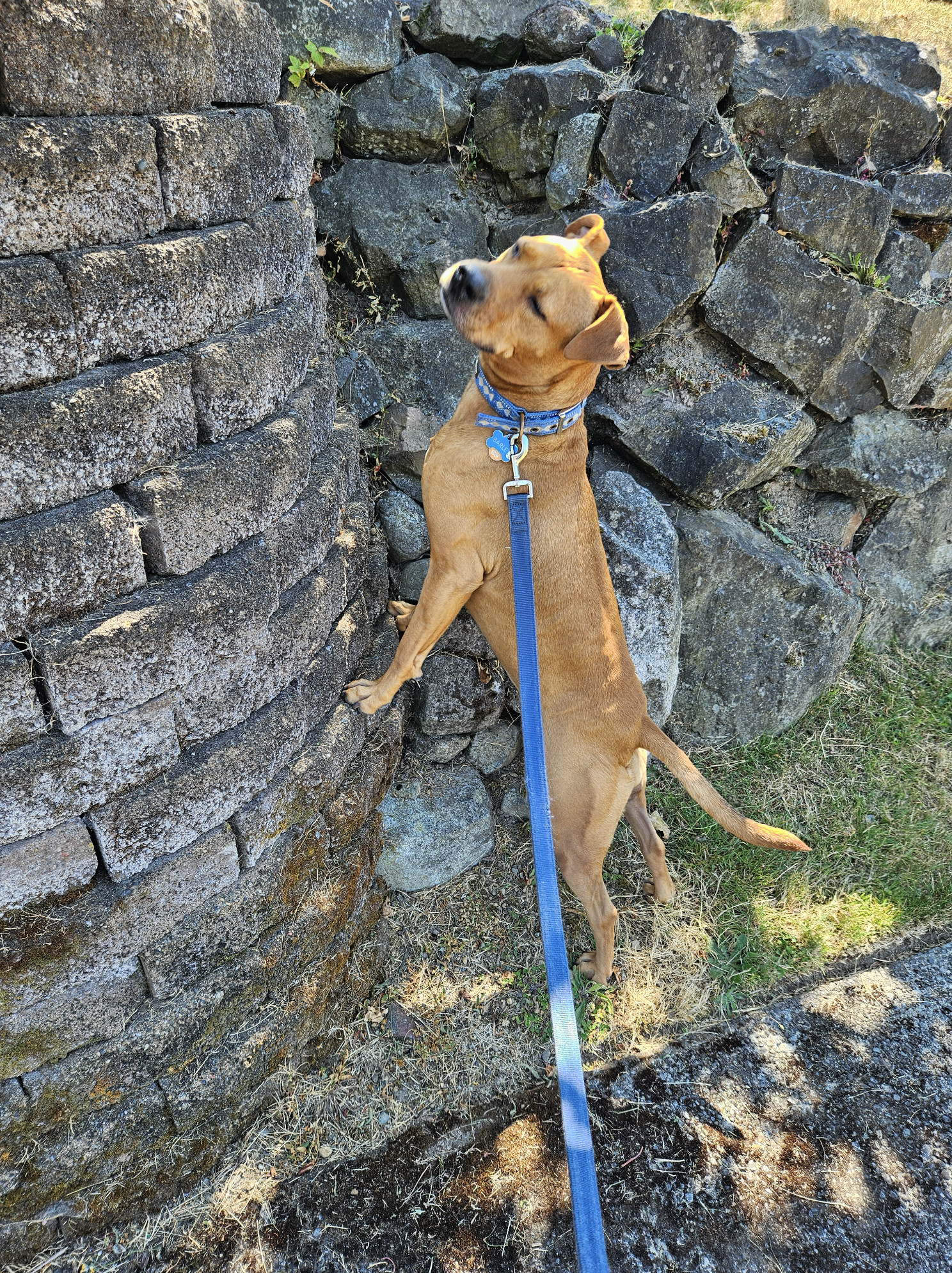 Barley, a dog, stands tall trying to see a little bit higher over the top of a wall made of concrete pavers where it joins an embankment built from loose stone.