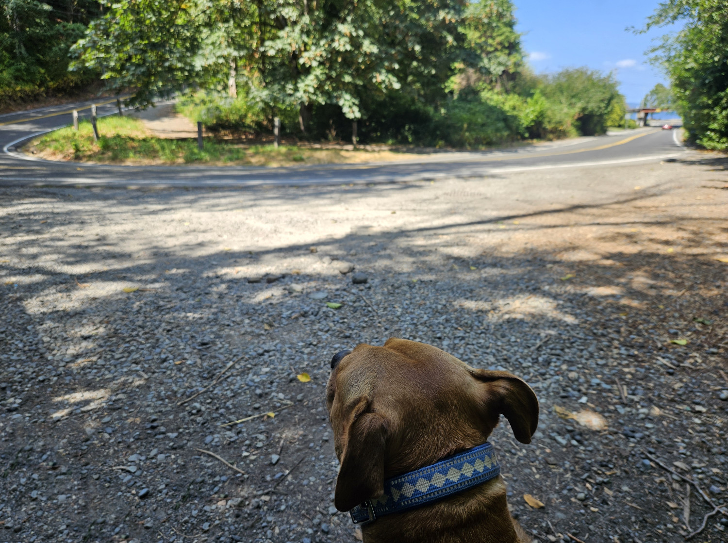 Barley, a dog, sniffs about along the base of a weather-scarred wooden wall, its paint flaking off in large chunks after years of neglect.