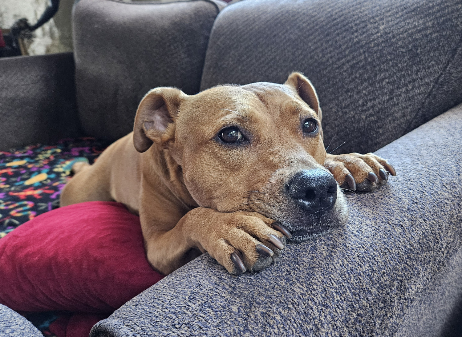 Barley, a dog, sprawls on a sofa and, her chin on her paws, looks up from the armrest at the camera with a plaintive look.