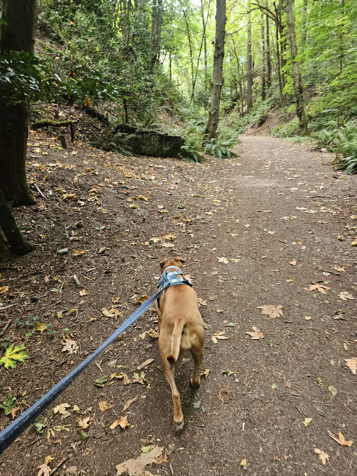 Barley, a dog, trots down a forest path amid trees and ferns. A surprising number of dead, orange leaves are scattered about.