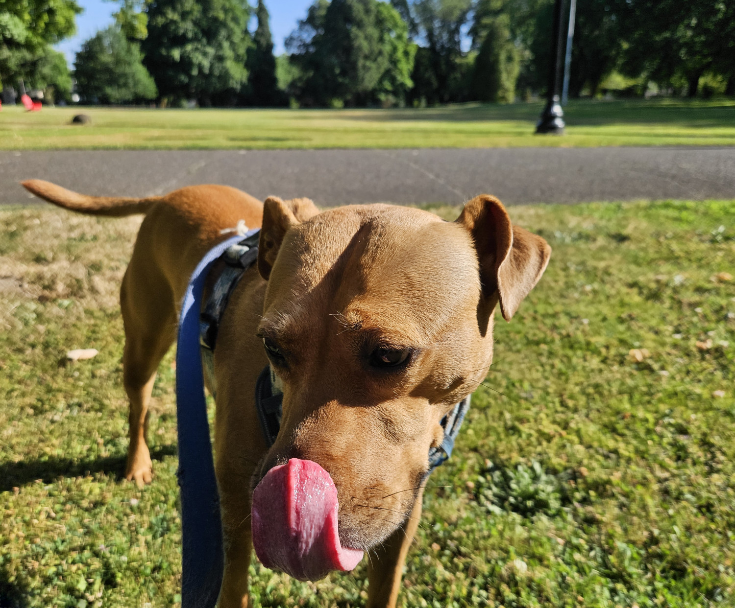 Barley, a dog, stands in a sunny park with an expanse of grass behind her. Turning her head slightly away from the sun, she gives her own nose a real big lick.