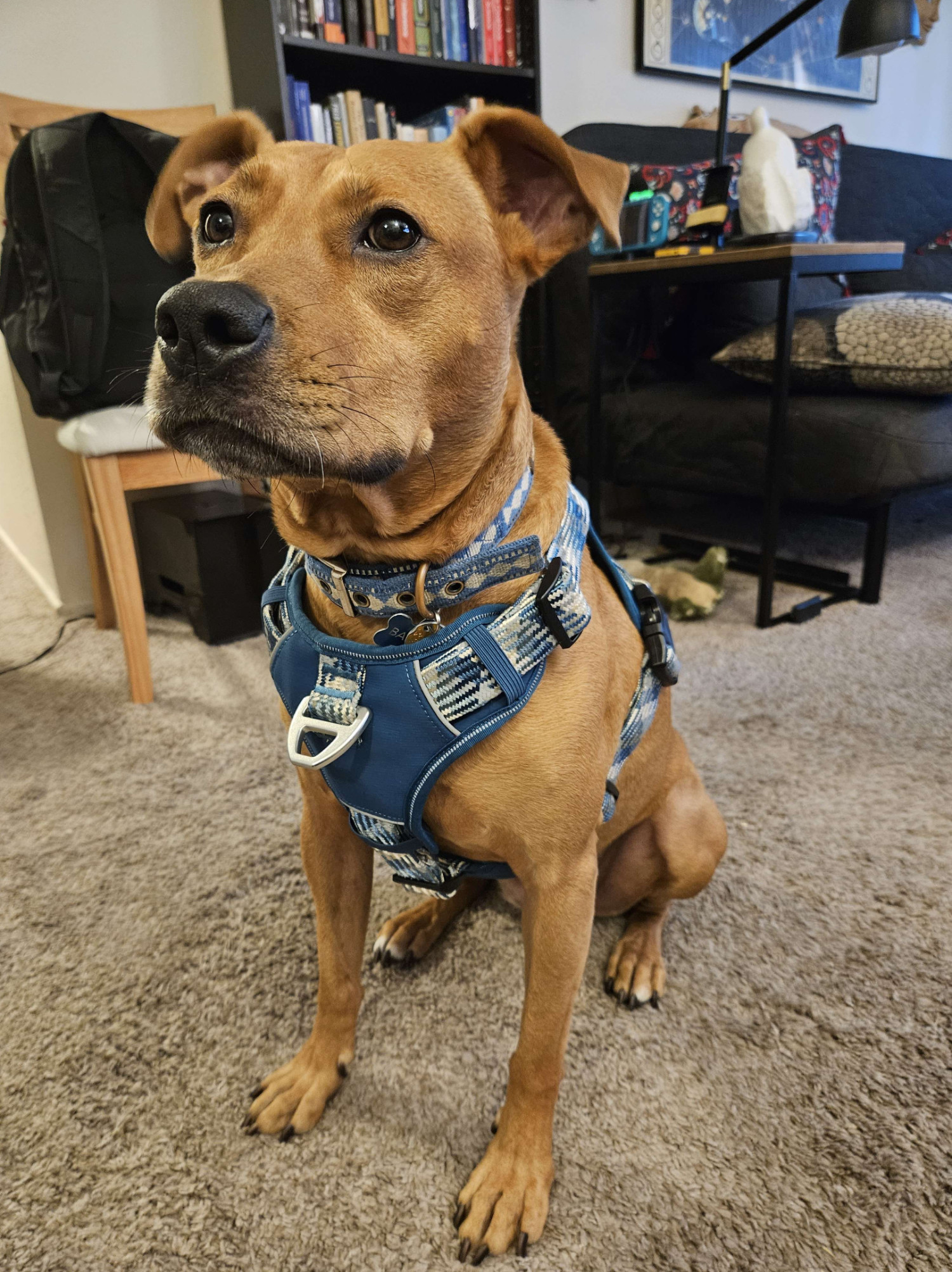 Barley, a dog, looks dashing in her collar and harness, waiting with eager patience for her leash to be attached so that an adventure may begin.