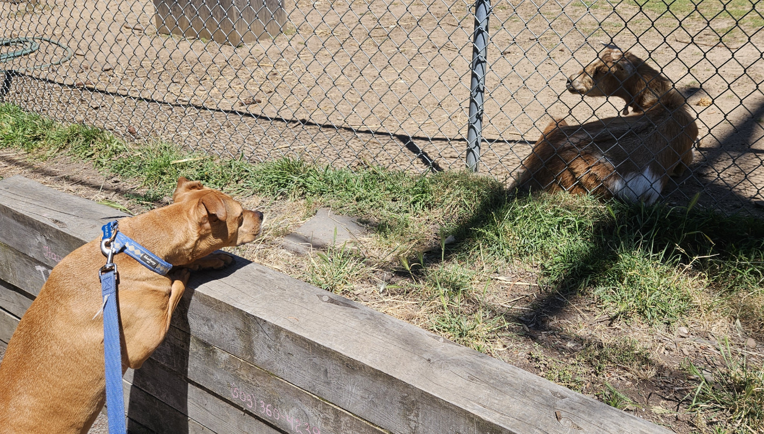 Barley, a dog, puts her paws up on a retaining wall and locks eyes briefly with a goat who, lying on the ground in the shade, has turned its head to face her.