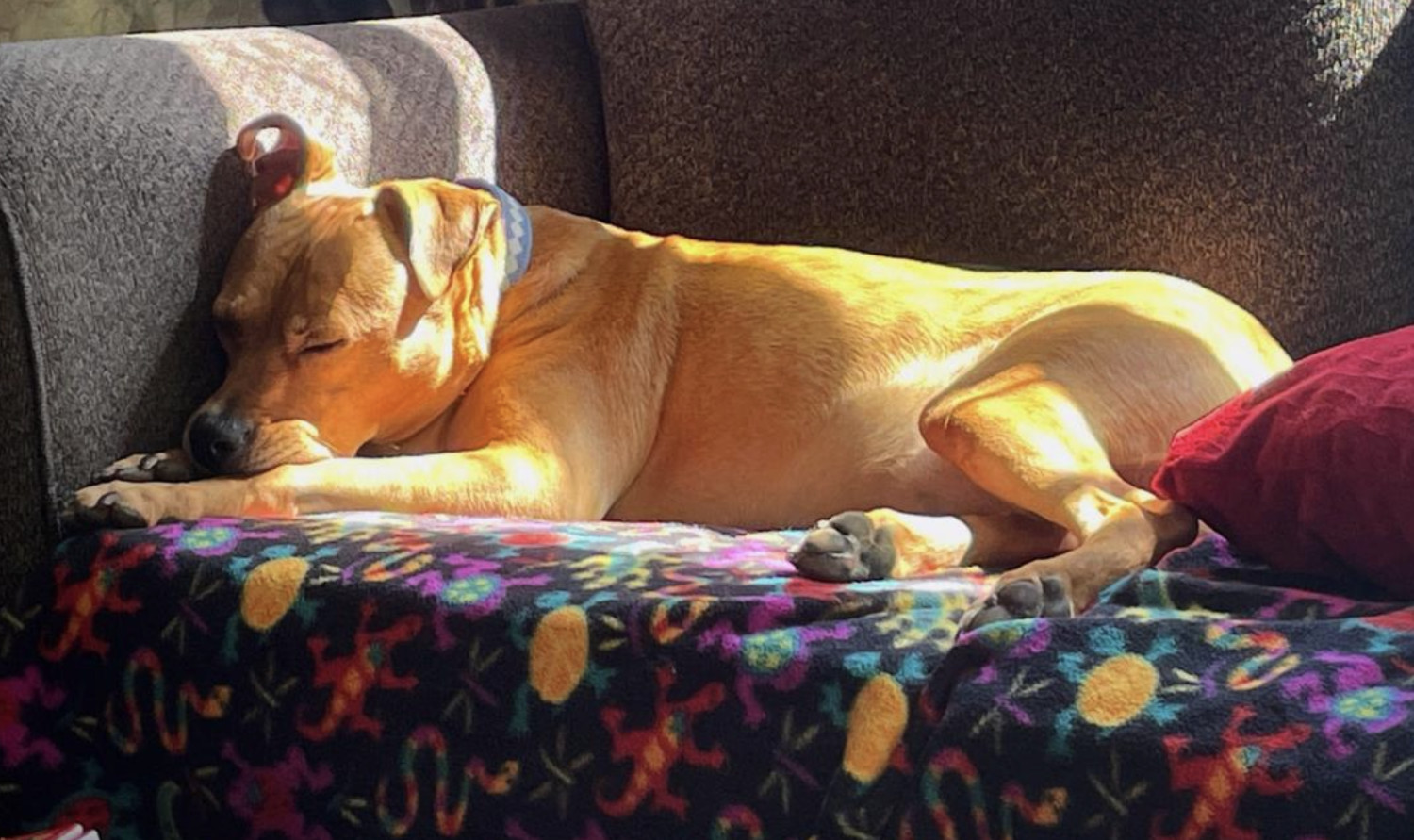 Barley, a dog, sleeps deeply on a sofa in a sunbeam. The light scattered off of her orange body tints the fabric of the sofa, creating an impression that she is giving off a golden glow.