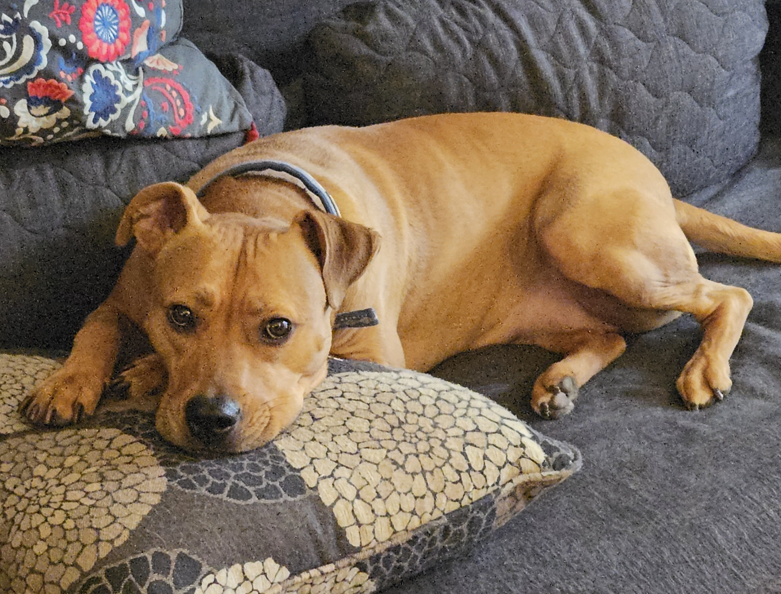 Barley, a dog, is photographed relaxing on the futon. The image quality is weirdly grainy in a way that only the lowest-cost image sensor on the market can provide.