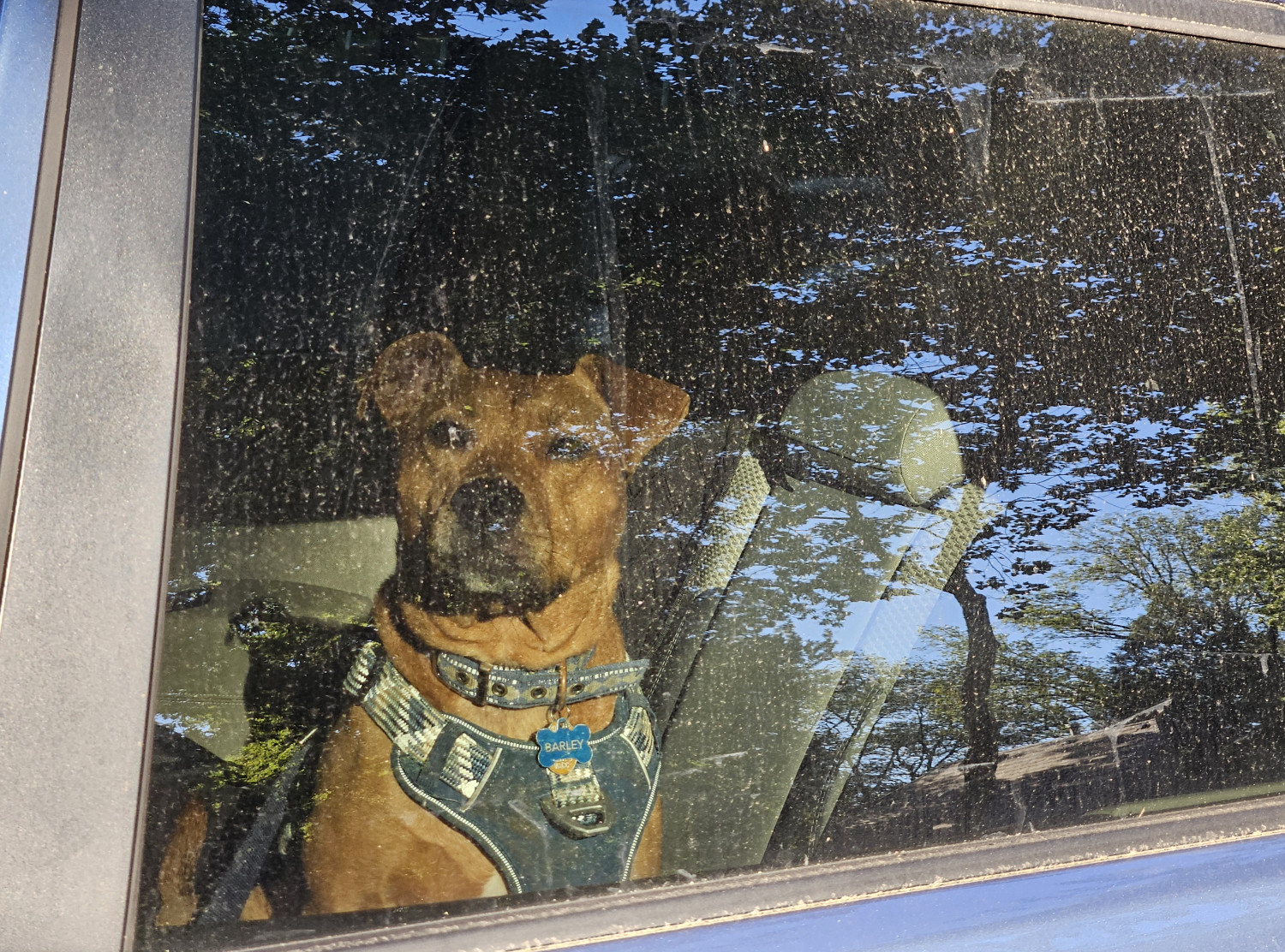 Barley, a dog, watches quizzically from inside a car whose windows are *caked* in a scattered powdering of tree pollen.