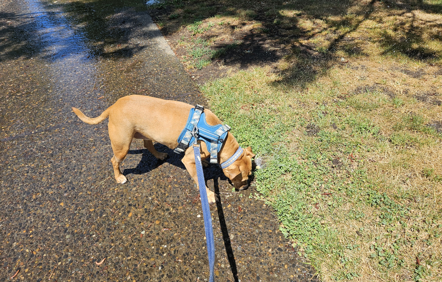 Barley, a dog, pauses to drink from a broad, shallow stream of water flowing down a sidewalk from a broken sprinkler head at the edge of a patch of grass.