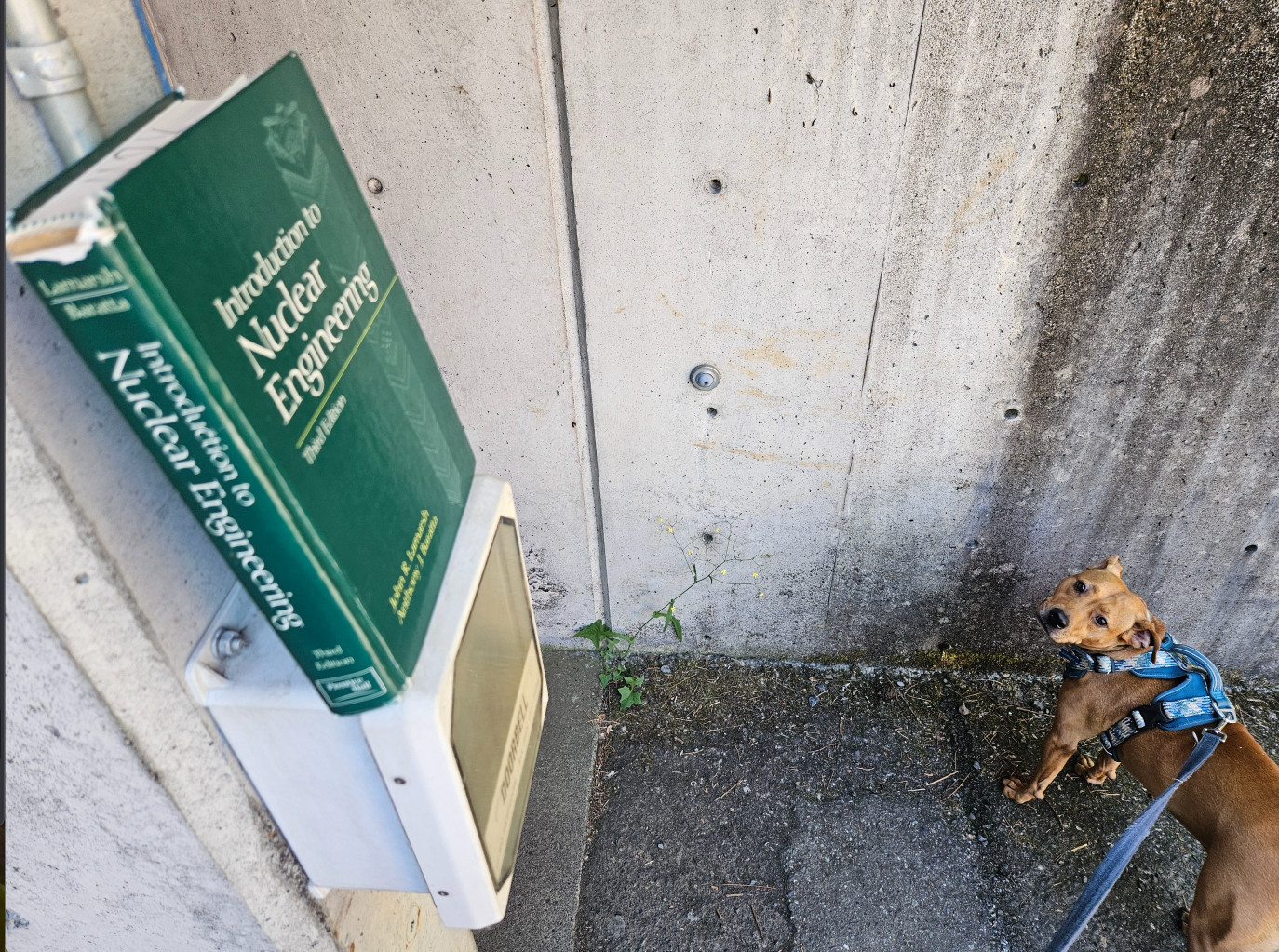 Barley, a dog, glaces up from a nondescript concrete alcove. In the foreground, out of focus, is a secure keypad/callbox, on which is balanced a textbook titled "Introduction to Nuclear Engineering."