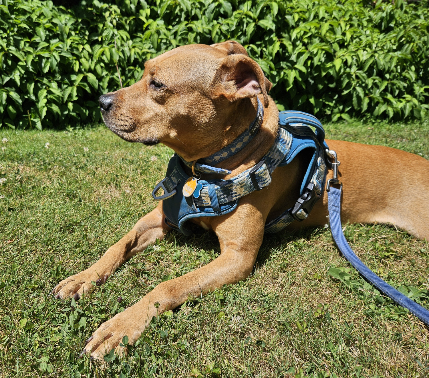 Barley, a dog, relaxes in the grass with a pensive look.