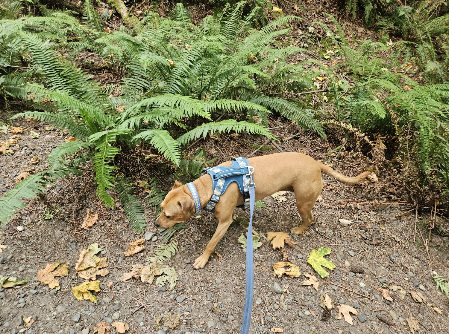 Barley, a dog, trots along a forested path alongside a series of large ferns.