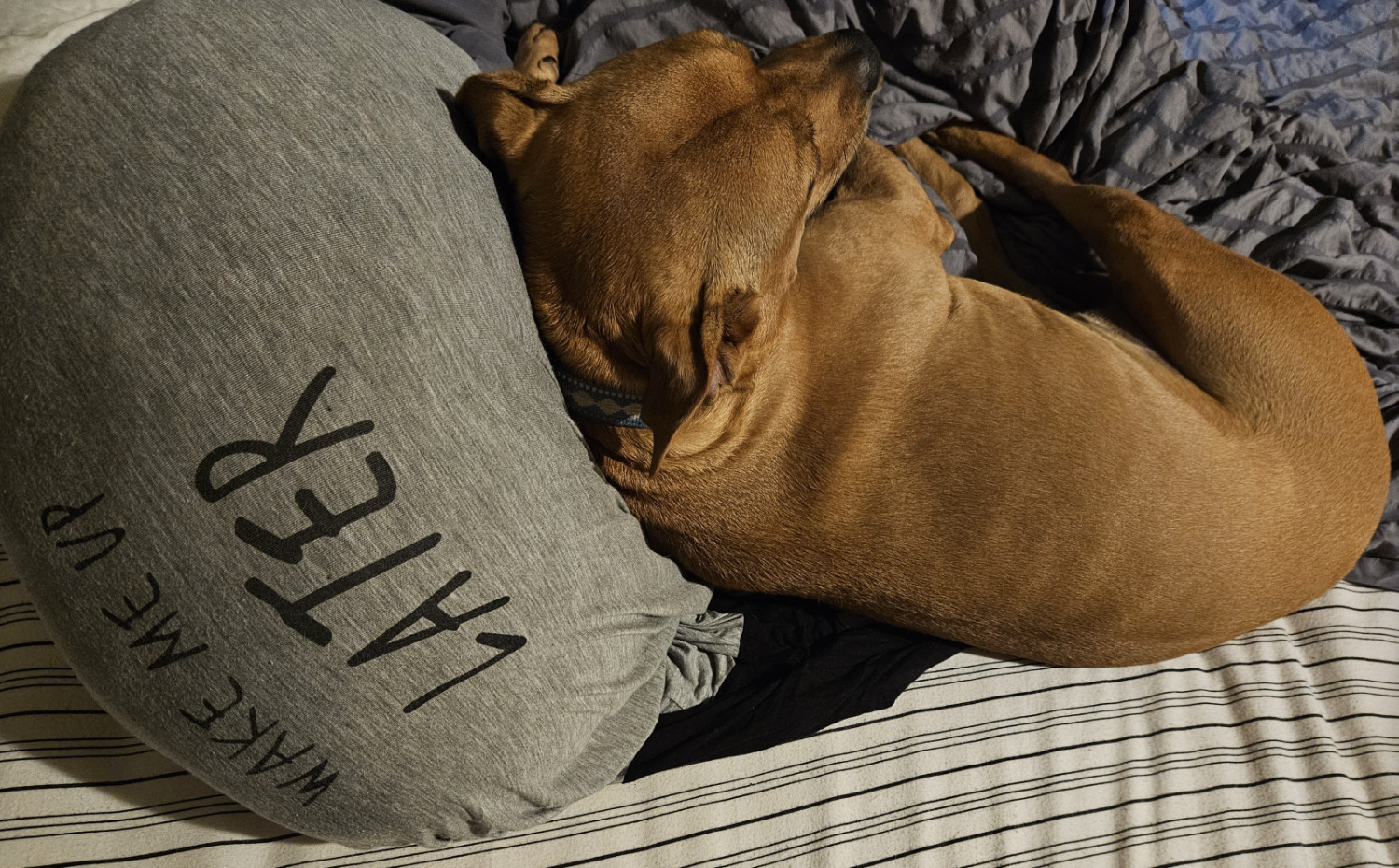 Barley, a dog, curls up against an egg-shaped cushion with the words "wake me up later" printed on it.