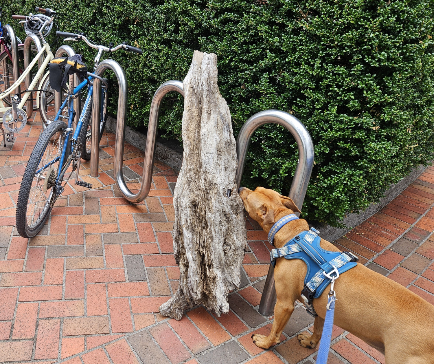 Barley, a dog, sniffs a large, weathered piece of driftwood that leans against a bike rack, as if it was left there as someone's vehicle.