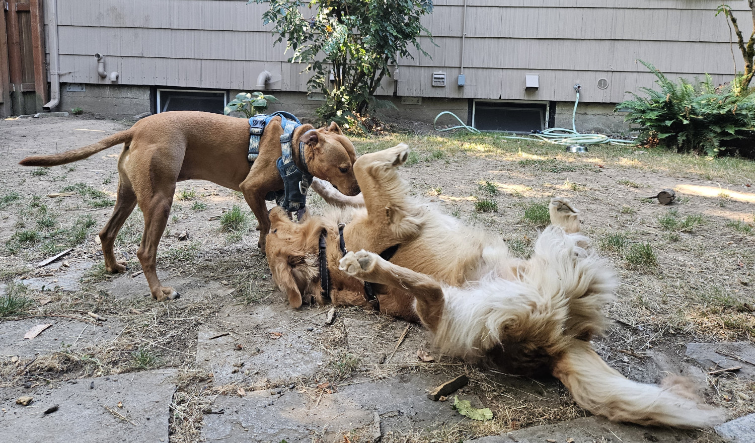 Barley, a dog, plays with a golden retriever who, despite being on his back, has grabbed a hold of the chest plate of Barley's harness with his teeth.