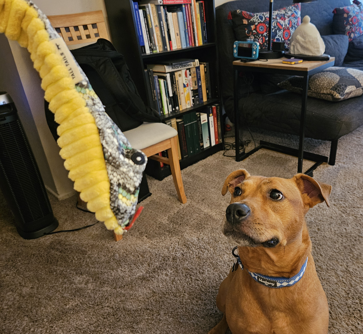 Barley, a dog, eyes a toy snake.