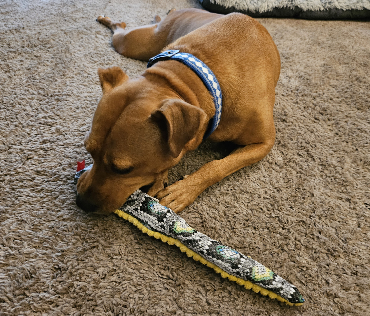 Barley, a dog, lies on the floor and chomps her new snake toy along the back half of its head.