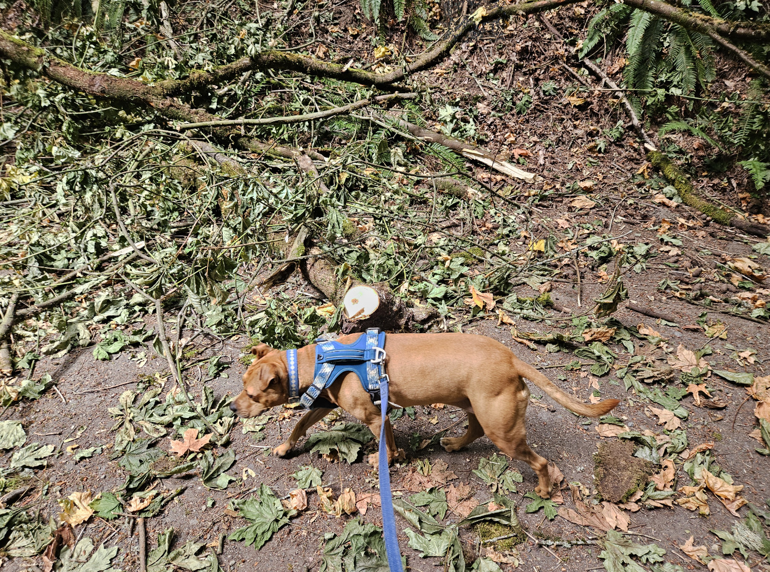 Barley, a dog, walks bast a fallen tree branch that has a clean cut through it, made recently enough that the exposed wood is still bright and unblemished (to the point of being overexposed).