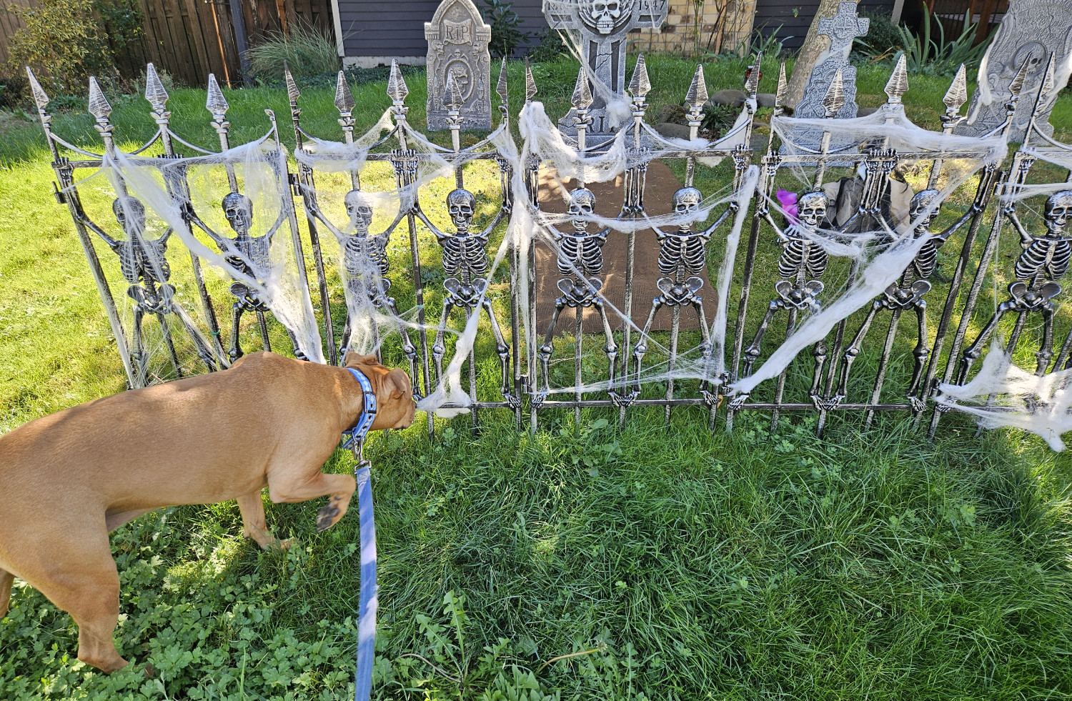 Barley, a dog, trots up to a Halloween display in a yard, undeterred by the tombstones, skeleton motifs, and plastic-fiber cobwebs.