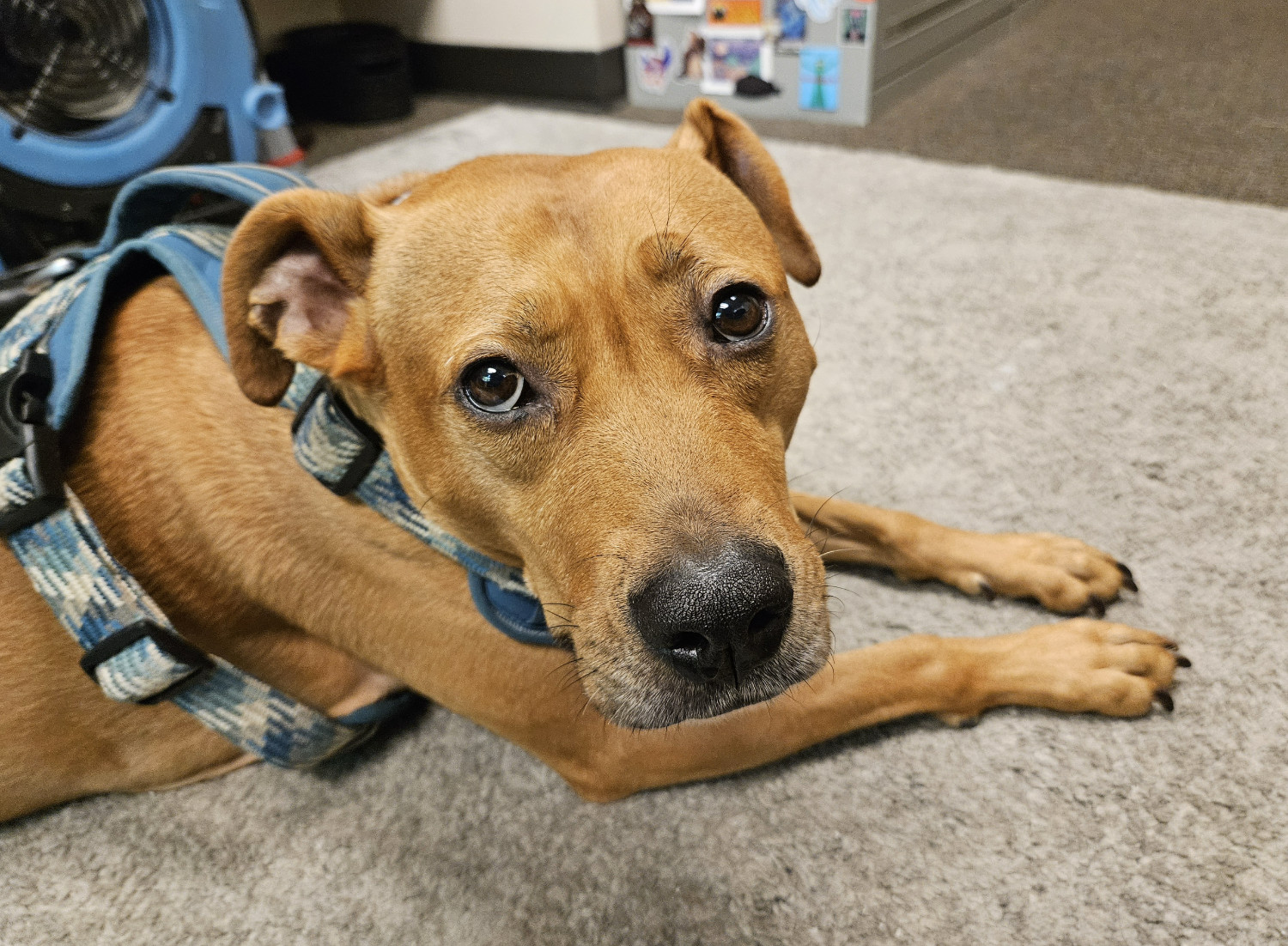 Barley, a dog, is photographed up close, such that the lens keeps her face in focus, but her body is slightly out of focus.