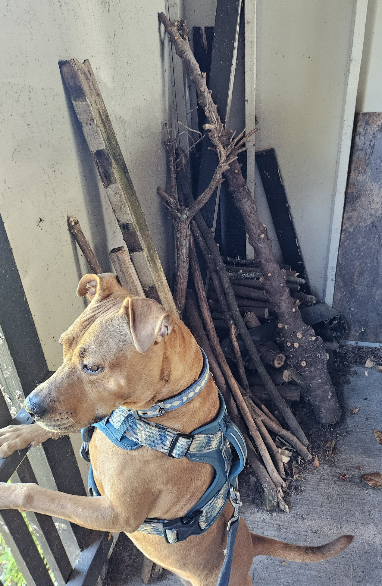 Barley, a dog, stands on her hind legs to look through a wooden fence. To her right is a pile of mixed wood that includes an intact tree trunk the size of a very large club.