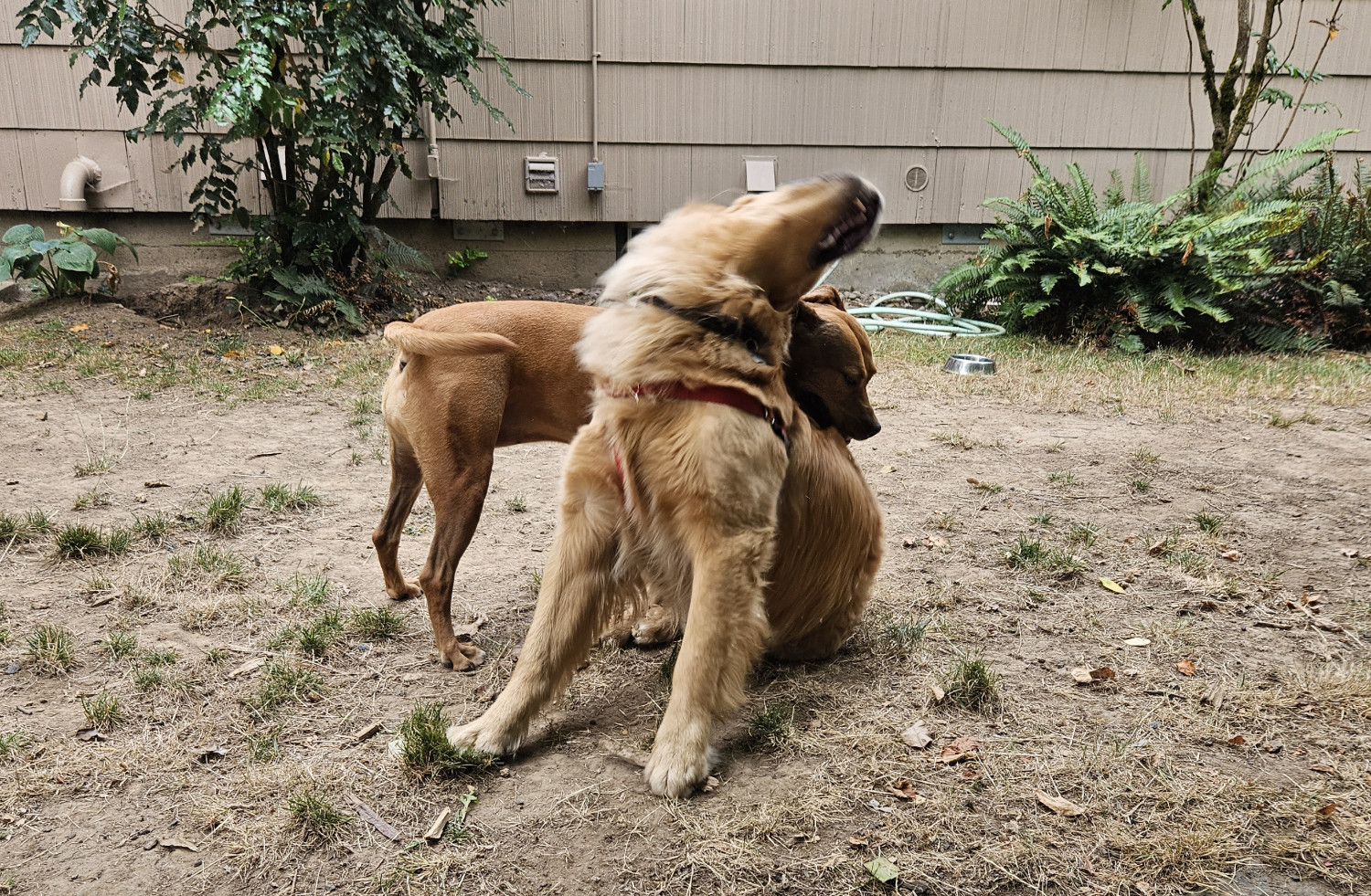 Barley, a dog, tries to assert dominance by putting her head atop a golden retriever's neck. The golden retriever responds by craning its neck, getting its head up and over the top of Barley's head in return.