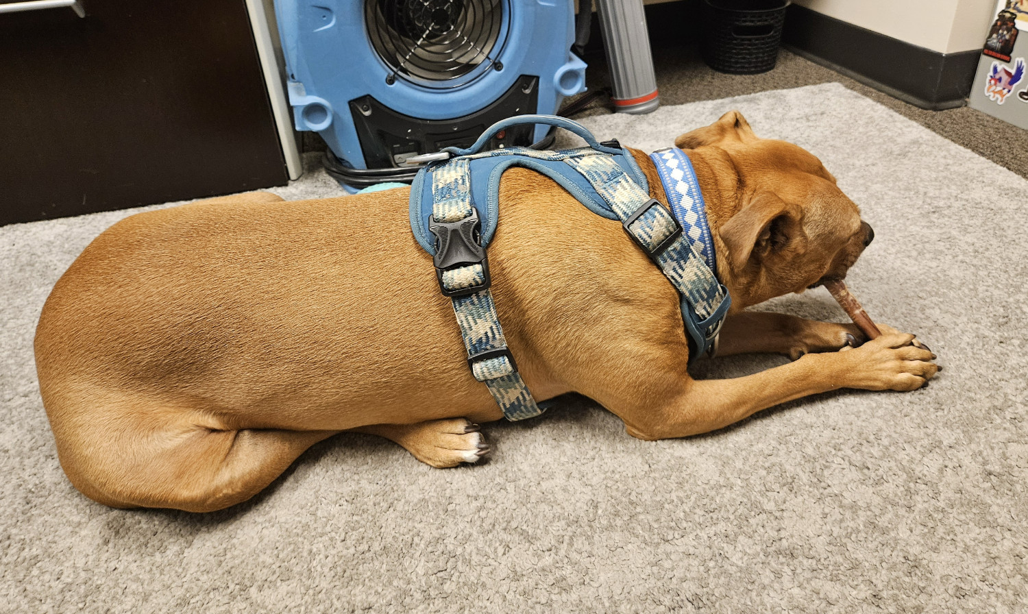 Barley, a dog, chews a bully stick while facing away from the camera. Her legs are tucked under her body in an even more ridiculous pose than usual.