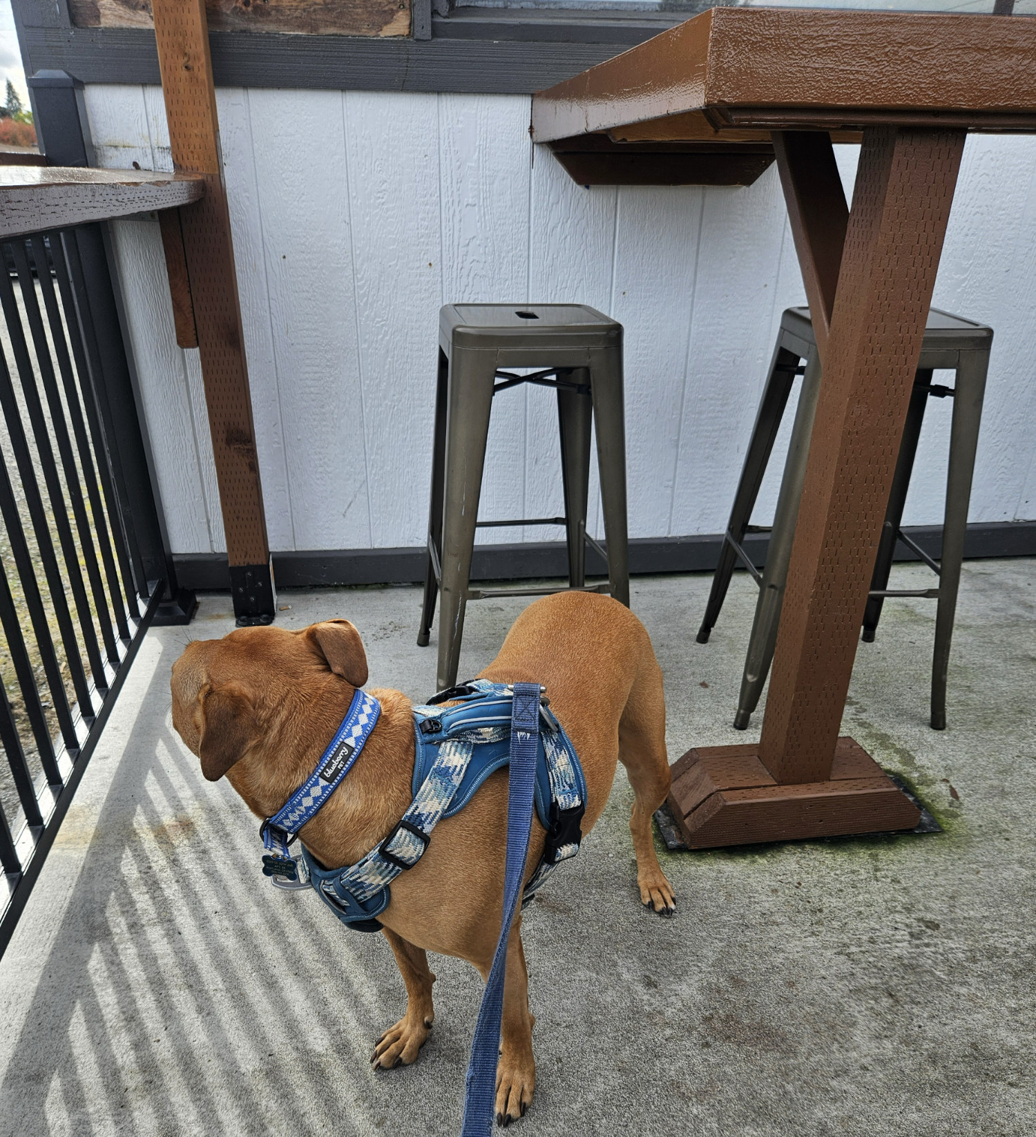 Barley, a dog, stands on the terrace of a brewery, seeming uncharacteristically tiny amid the stools and standing-height tables.