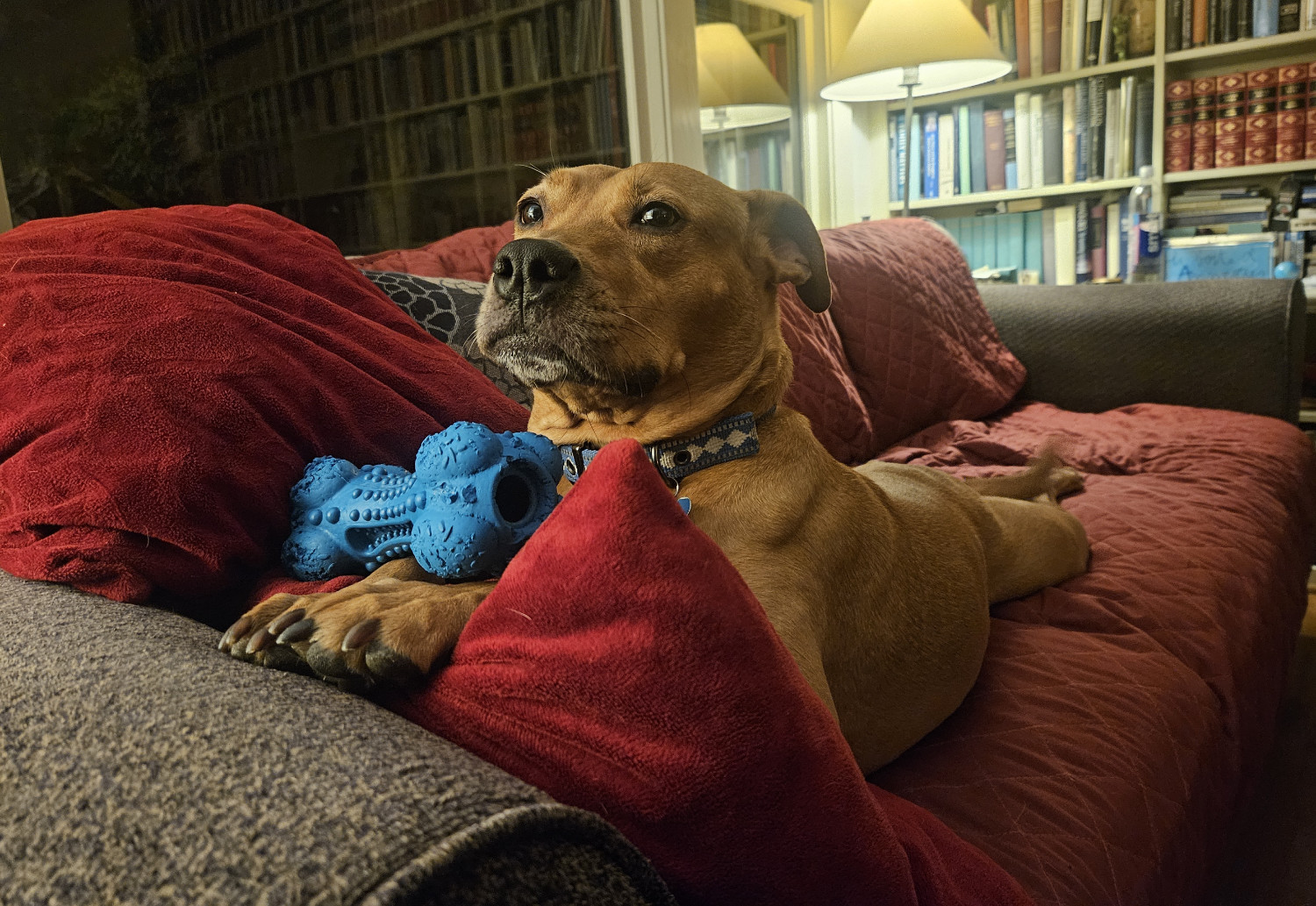 Barley, a dog, sploots on a sofa in a living room, once upon a night-time. Her paws rest upon the arm rest, and upon her paws, a blue chew toy.