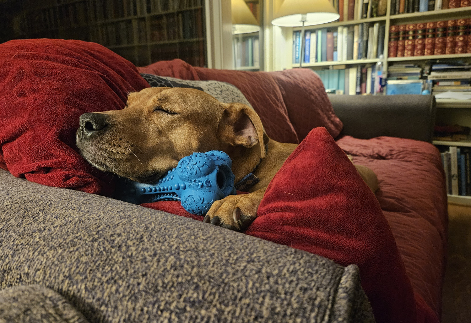 Barley rests her head on her paws, and on the toy, as she closes her eyes to snooze.