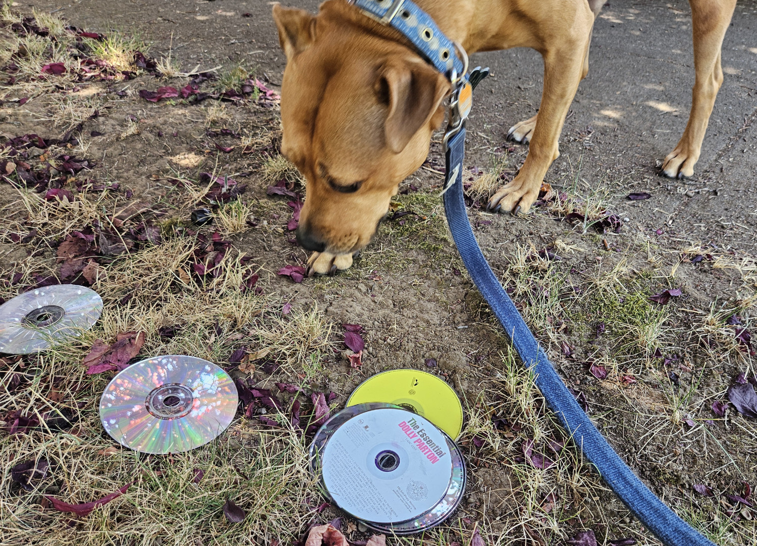 Barley, a dog, investigates a pile of CDs discarded next to the sidewalk. Atop the pile is a CD entitled The Essential Dolly Parton.