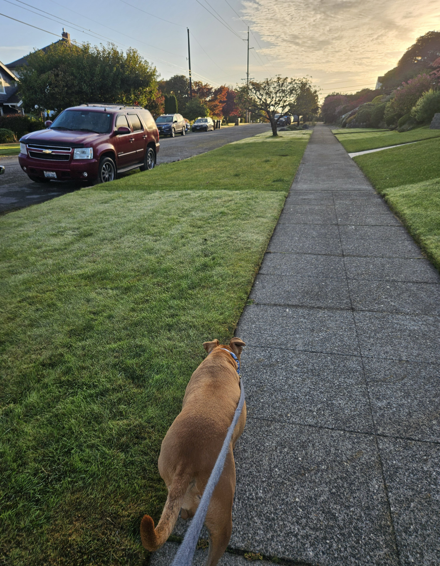 Barley, a dog, trots along a dewy verge a bit after sunrise, the sun illuminating the clouds but still leaving the neighborhood in shadow.