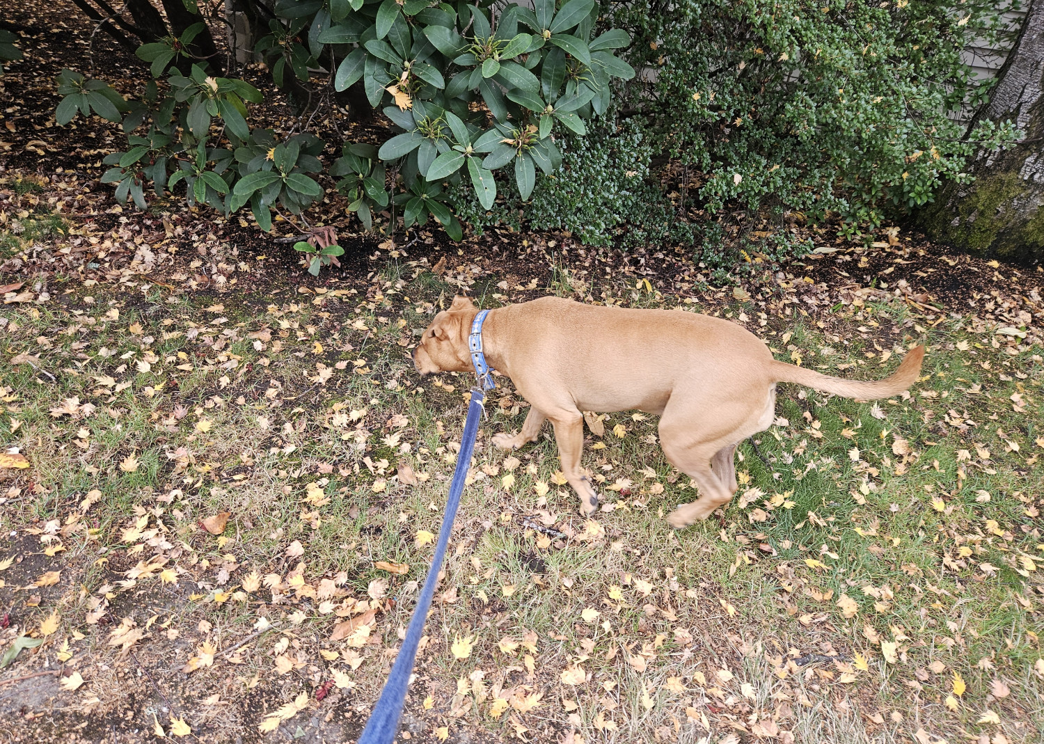 Barley, a dog, trots through grass that is garnished with a very light sprinkling of very small dead leaves.