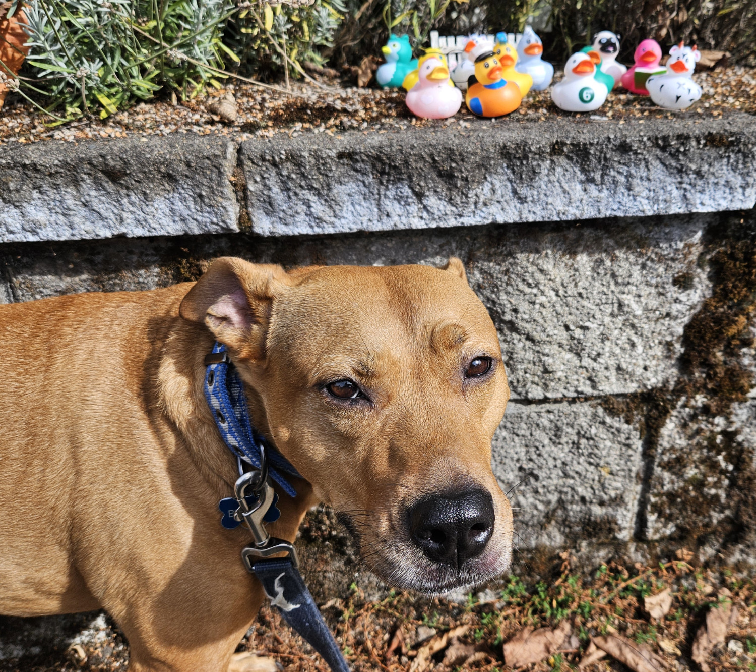 Barley, a dog, turns to the camera. In the background, a bit out of focus, are a gathering of varied rubber ducks atop a garden wall.