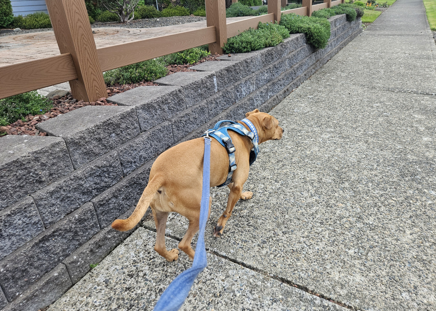 Barley, a dog, walks along a very concrete sidewalk, alongside a very concrete garden wall, topped by the posts of a very plastic fence. A handful of plants do their best to retake the landscape, but have a long way to go.