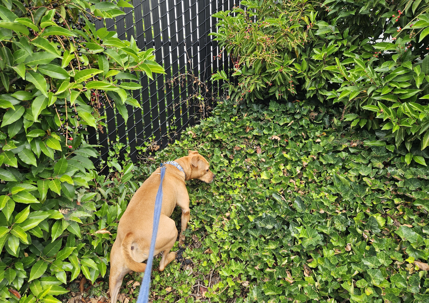 Barley, a dog, clambers up a steep earthen embankment that is held together by a web of surface ivy so tight that the underlying soil is invisible.