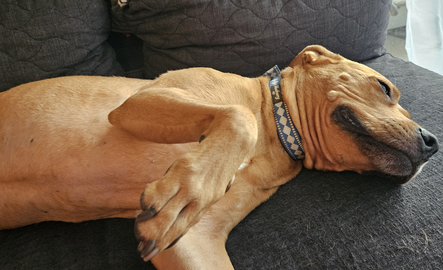 Barley, a dog, lies on her side on the futon, with one paw up toward the camera and a spaced out, sleepy smile on her face.