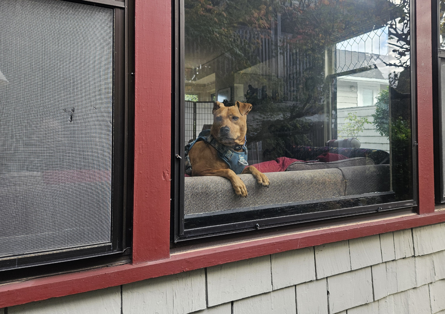 Barley, a dog, sits at a window wearing her harness and watches someone leaving the house with evident concern.