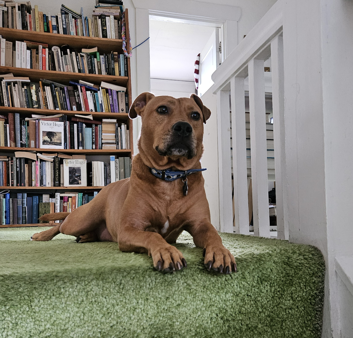 Barley, a dog, lies in a relaxed pose at the stop of a staircase, peering past the photographer to the right.