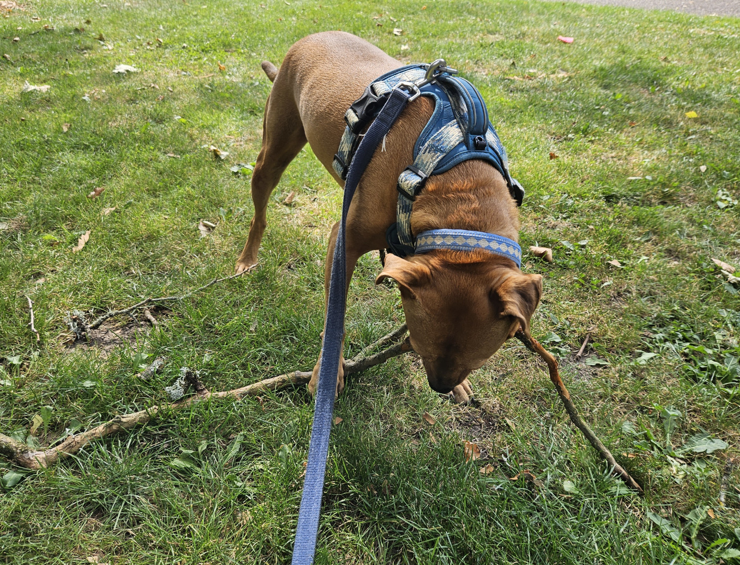 Barley, a dog, chews her way down the length of a fallen branch, stripping away the bark and leaving exposed, slobbery wood behind.