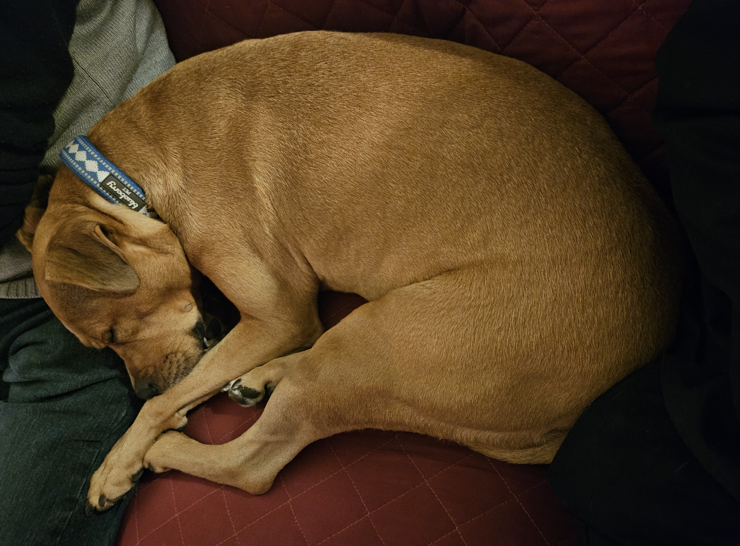 Barley, a dog, sleeps on a couch while curled up between two people who are just out of frame.