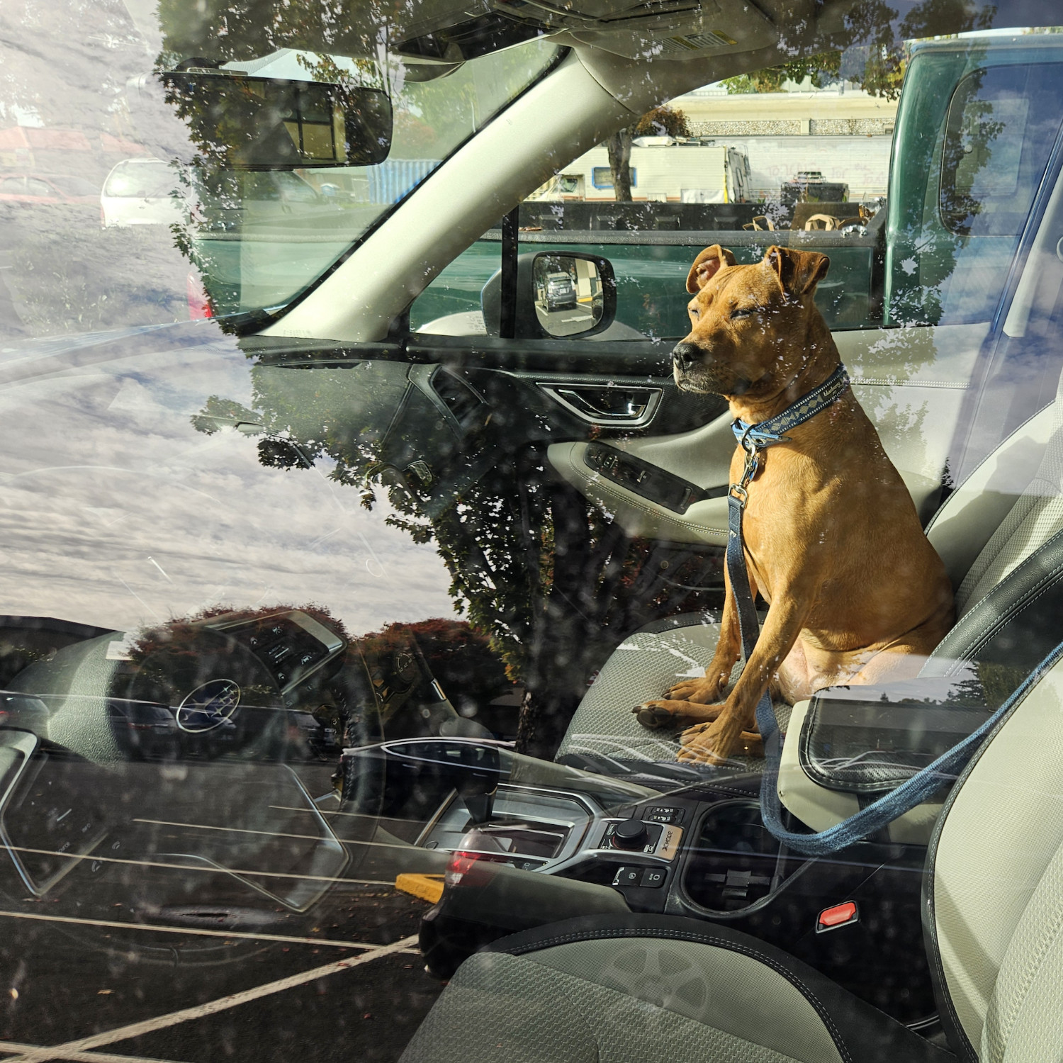 Barley, a dog, sits in the passenger seat of a vehicle, as seen through the window, which also shows reflections from the surrounding parking lot.