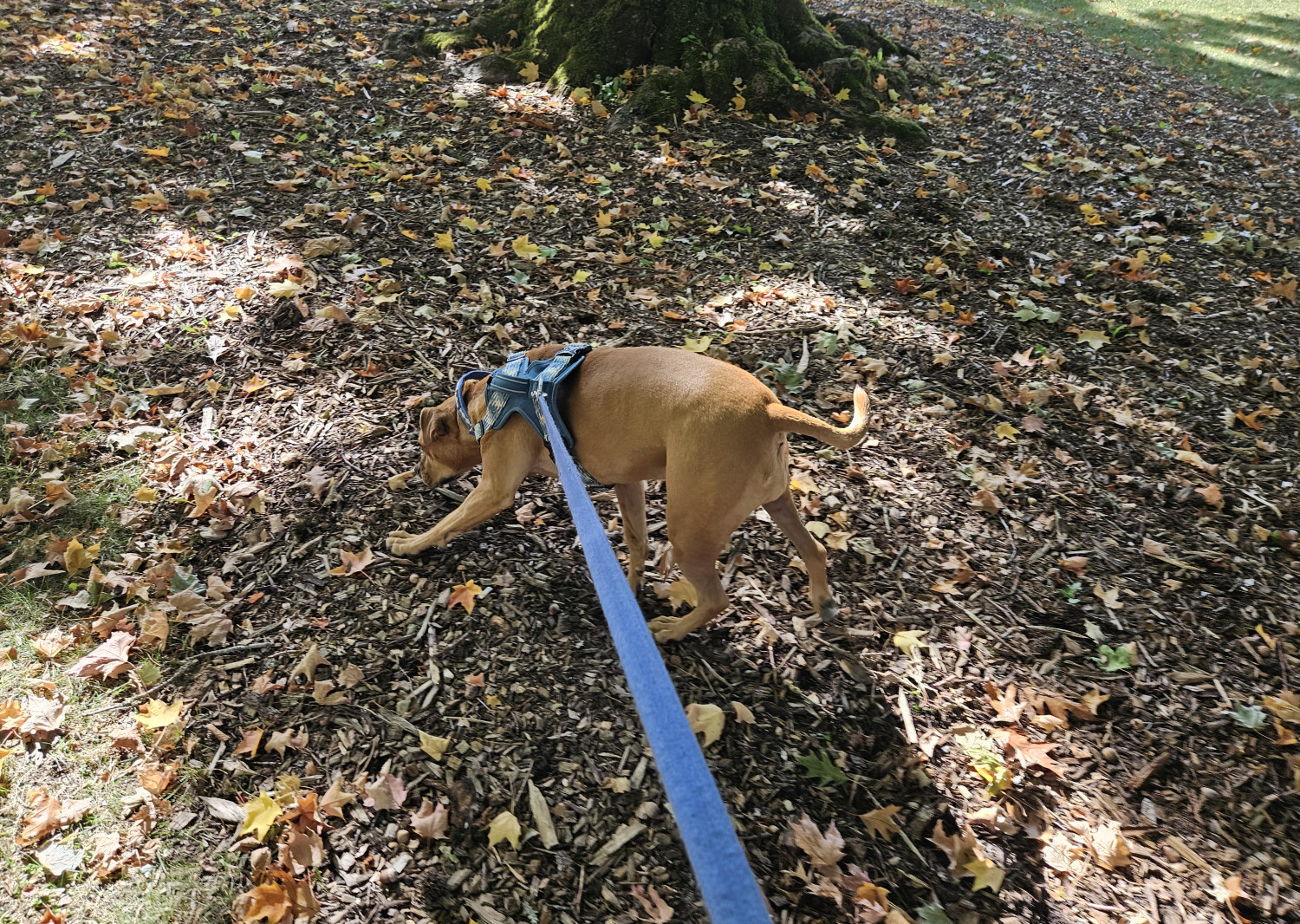 Barley, a dog, is facing ahead, but is trying her hardest to walk sideways toward a nearby tree, stretching her leash taut.