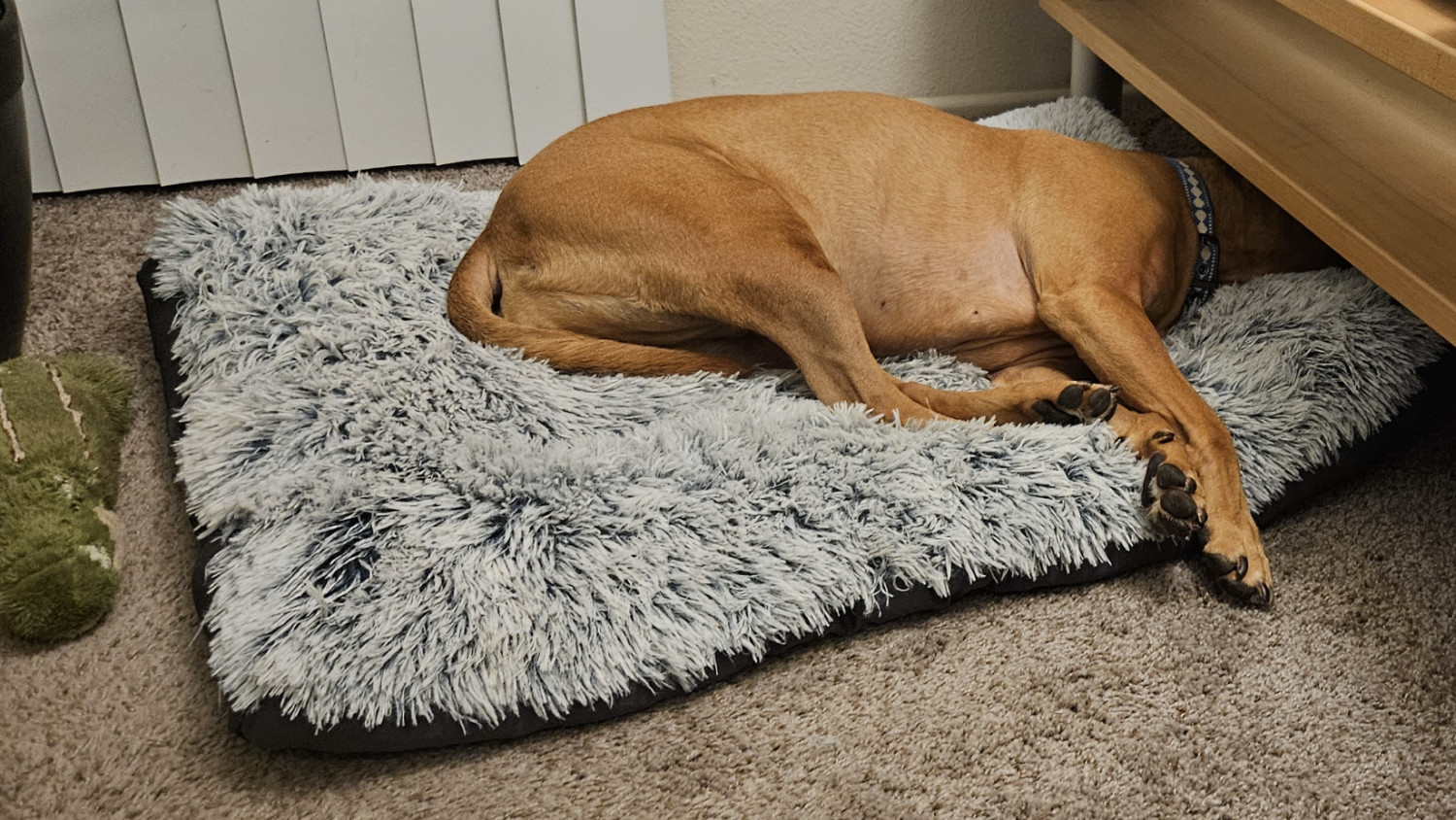 Barley, a dog, snoozes on her dog bed with her head *entirely* beneath a coffee table, blocking every light source in the room.