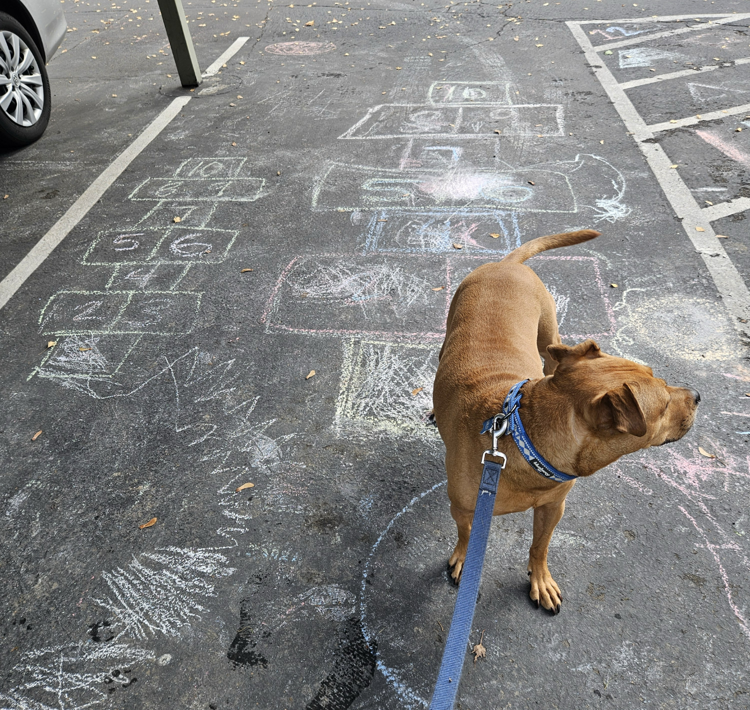 Barley, a dog, stands at the start of a chalk hopscotch grid drawn in a parking space.