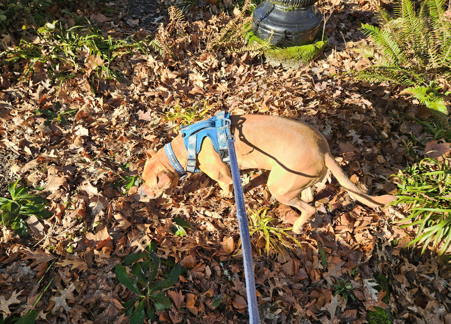 Barley, a dog, tromps about in some freshly fallen leaves on a sunny day.