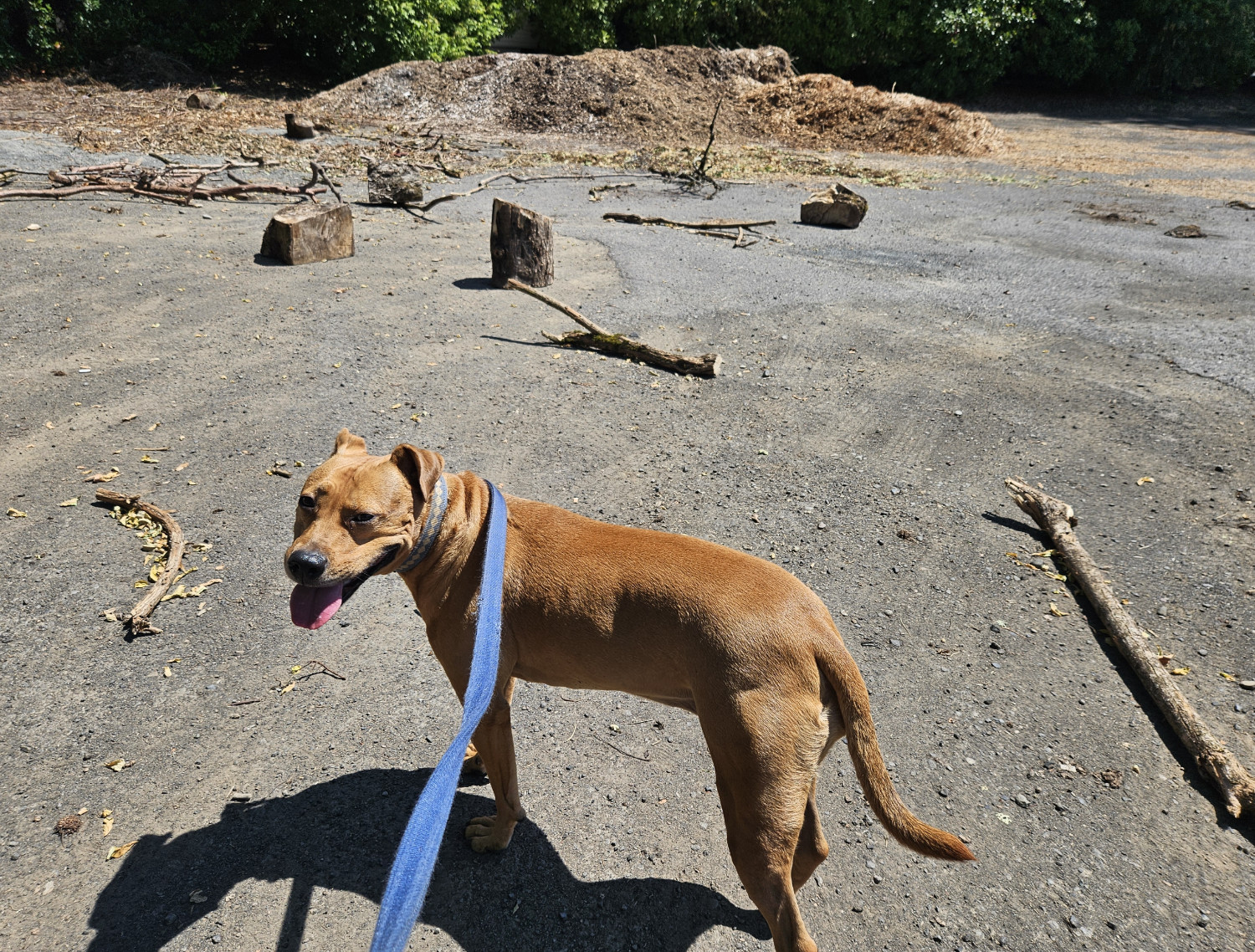 Barley, a dog, stands in an open area amid various branches and loose chunks of wood, with a big pile of mulch in the background.