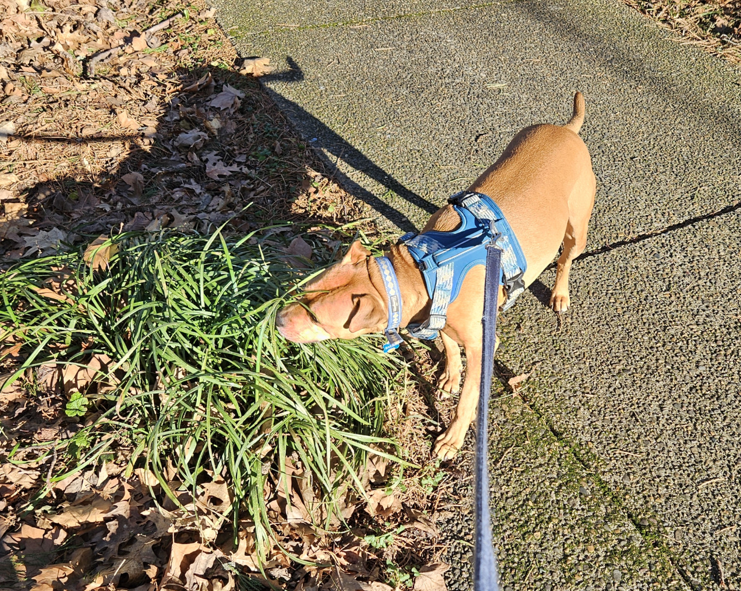 Barley, a dog, sniffs at a grassy shrub crowded about on all sides by fallen autumn leaves. Her shadow is long despite the brightness of the sunshine.