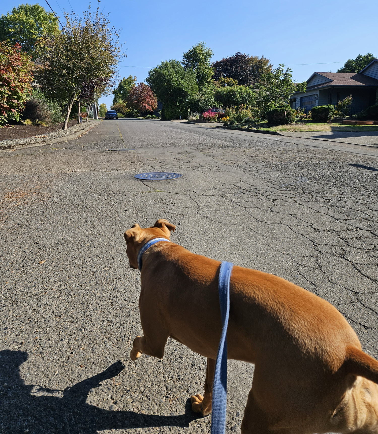 Barley, a dog, trots down the middle of a neighborhood street on a sunny day, beneath a cloudless sky.