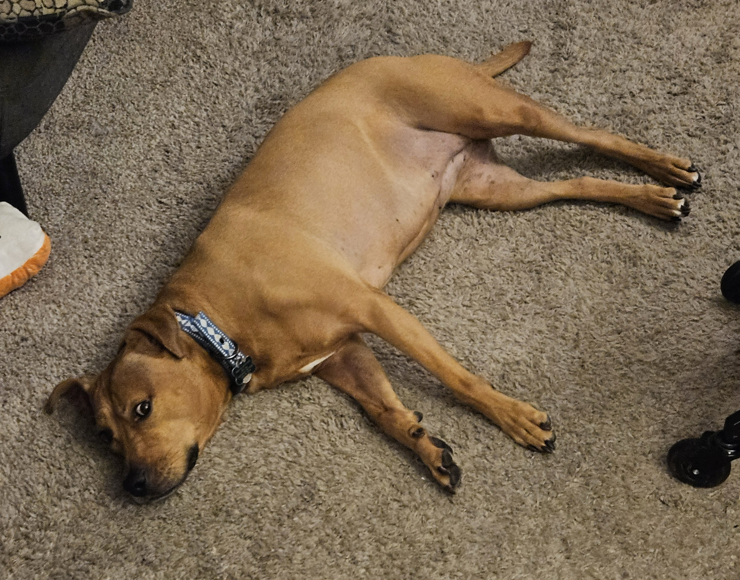 Barley, a dog, lies calmly on her side with her legs sticking straight out, but her eyes have popped open and her ears have pricked up, suddenly alert.