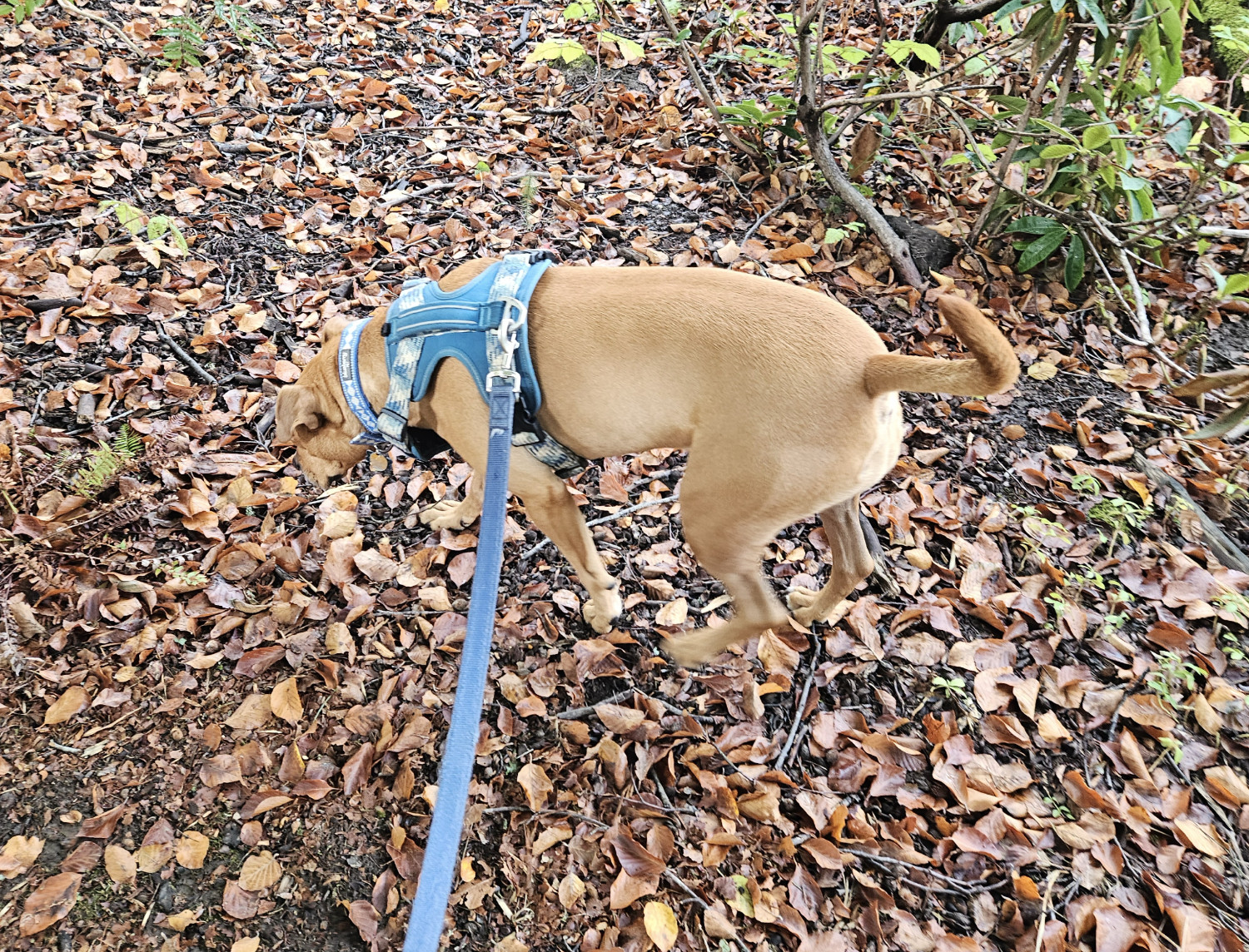 Barley, a dog, walks with her head held close to the ground amid a light smattering of fallen leaves, sniffing as she goes.